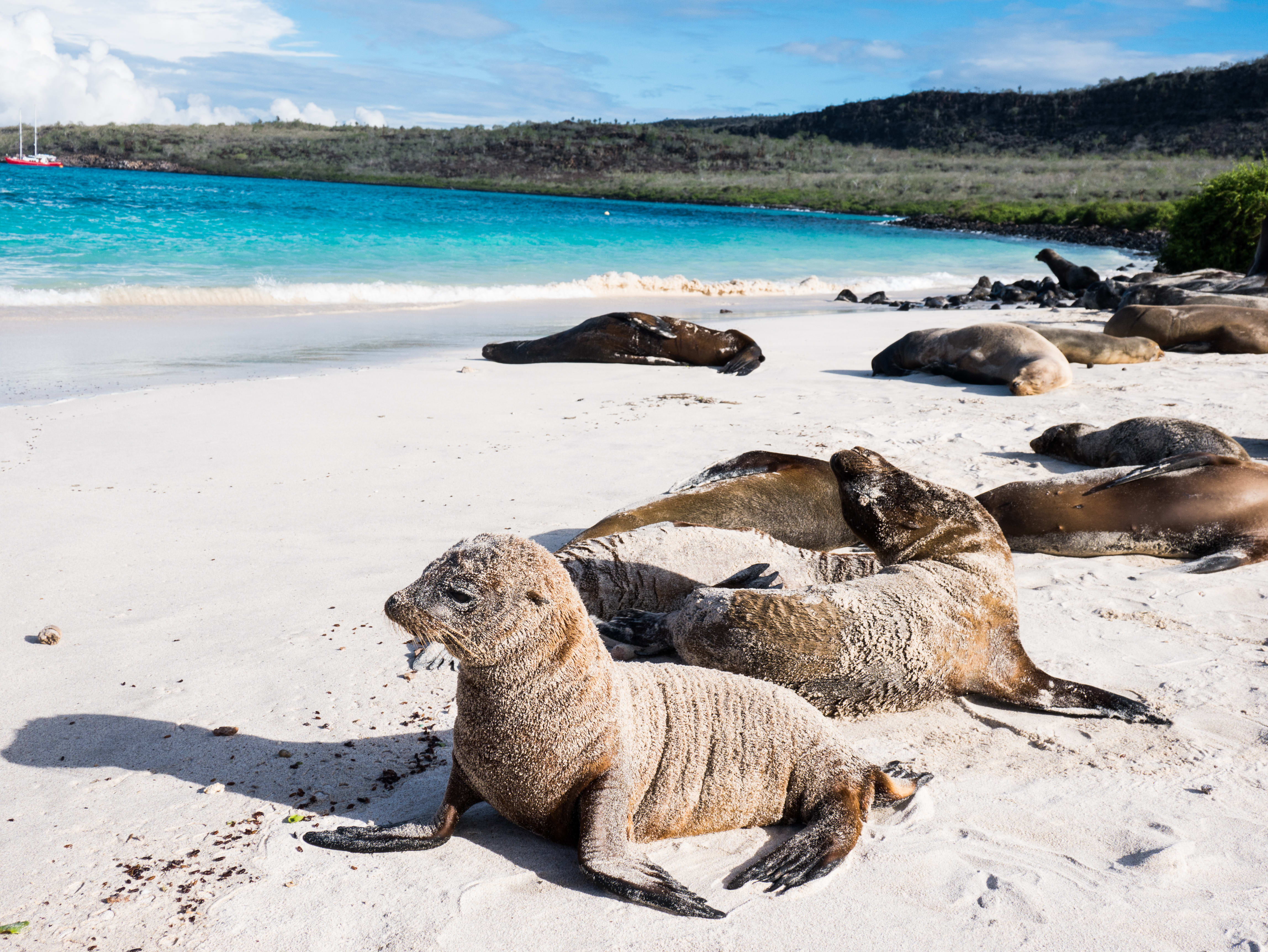 Seals on the beach in the Galapagos